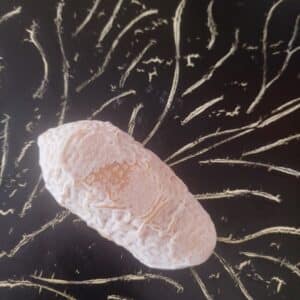 P'tit mej'o piment d'espelette